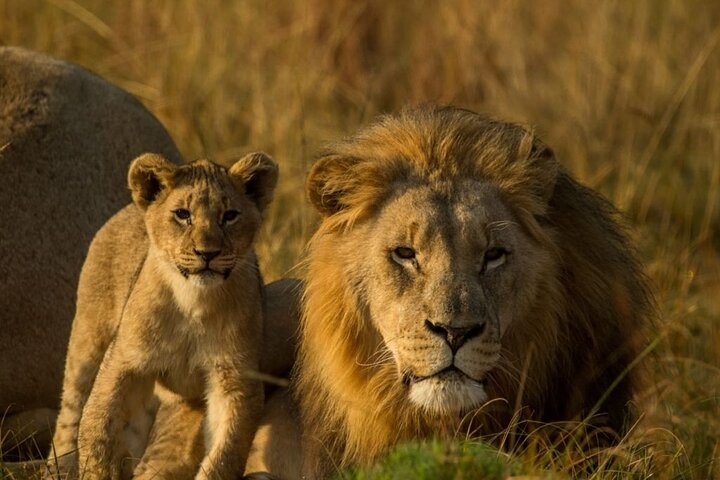 Lion cub and dad